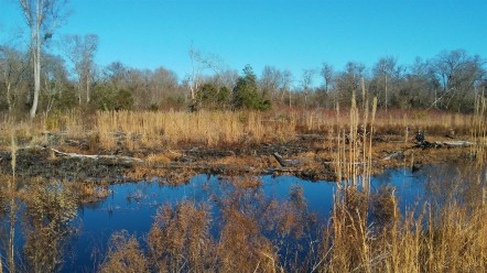 20171221_123521 Swamp