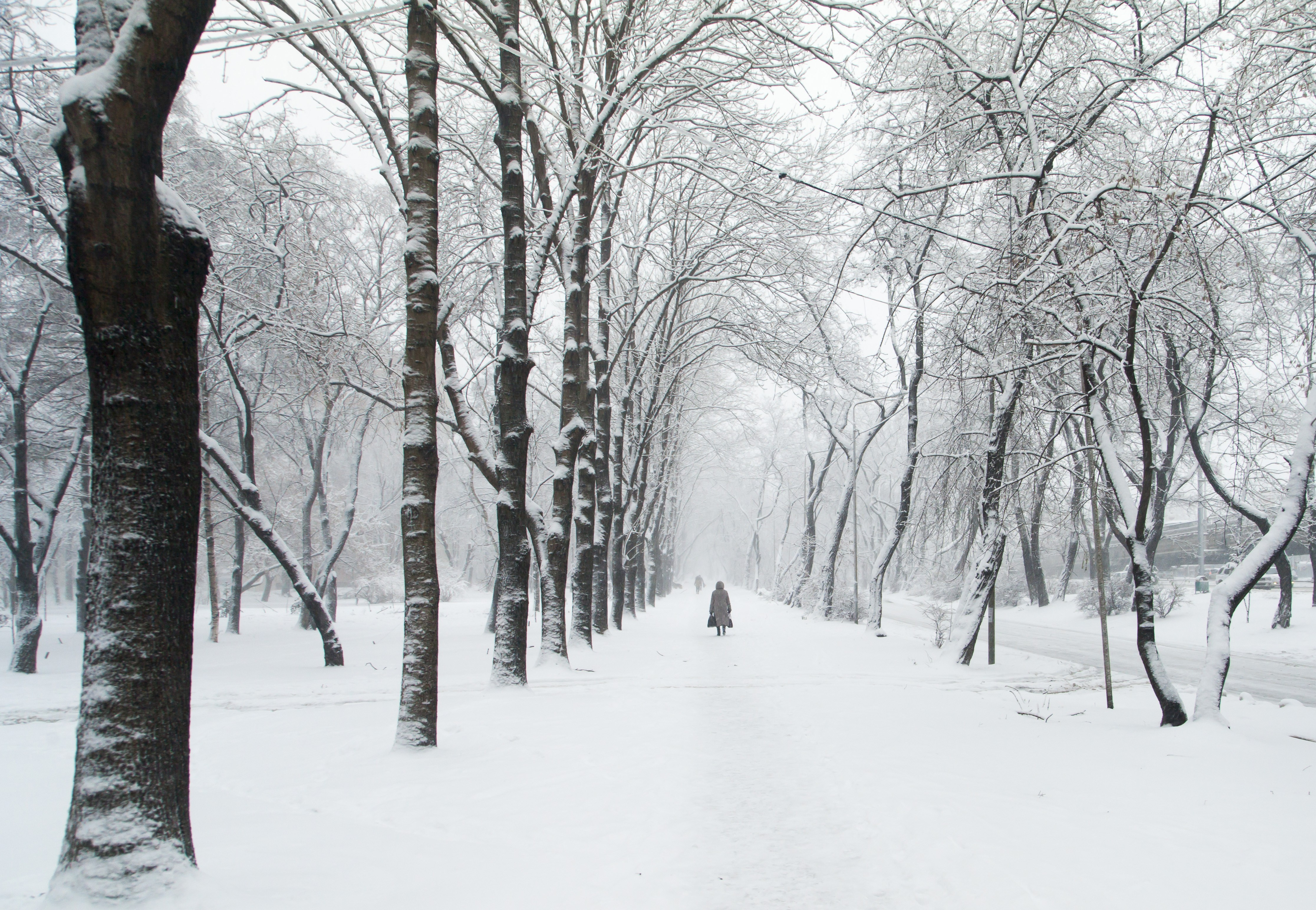 Snowy Walk